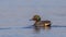 Lonely Male Common Teal Swimming Left