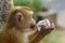 Lonely male long-tail mountain monkey drinking juice from a package, close up. macaca in Thailand