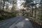 A lonely man discover in the pine forest with magic of the sunlight, sunrays, green grass at the sunrise