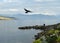 Lonely man near Geneva Lake and crow flying over the lake, Laus