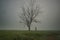 Lonely man near a lonely tree at the paddy field in rural area near kelantan shot with camera fine art