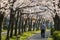 Lonely man walking along cherry tree blossom