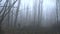 A lonely man walking away in a foggy forest FDV