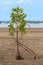 Lonely mangrove tree on the beach