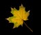 Lonely maple leaf isolated on black