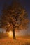 A lonely maple tree in the night lights