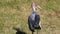 Lonely Marabou Stork