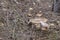 Lonely mature panthercap mushroom with ring on stalk and a flat