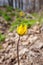 Lonely meadow tulip in dewdrops