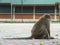 Lonely monkey