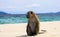 Lonely monkey crab eating long tailed Macaque, Macaca fascicularis on secluded beach with rough sea