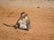 A lonely monkey sits on the sand and enjoys life.