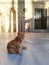 Lonely Mosque Cat