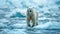 Lonely mother polar bear walking by frozen cold Antarctic sea waters ice floes enjoying picturesque moody landscape background.