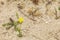 Lonely mountain yellow flower on the ground