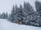 Lonely mountaineer dressed bright orange softshell jacket going up the snowy hill between spruces trees.  Active people concept