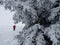 Lonely mountaineer dressed bright red softshell jacket going up the snowy hill between spruces trees.  Active people concept image