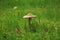 Lonely Mushroom