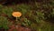 Lonely mushroom