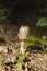 Lonely mushroom in the bush