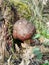 The lonely mushroom in forest