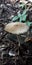 A lonely Mushroom at the garden, just simple