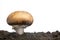 Lonely mushroom grows through the soil