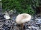 Lonely mushroom near the tree.