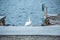 Lonely mute swan on a boat ramp in winter. Cygnus olor