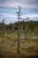 lonely naked trees in swamp area in autumn