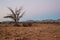 Lonely Namib tree