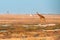 A lonely Namibian giraffe is looking at a distant termitary