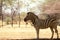 A lonely Namibian zebra standing in the middle of the savannah