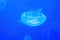 Lonely neon jellyfish in the deep blue sea water