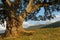 A lonely oak and Belledonne mountain range