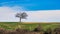 Lonely oak plant in the meadow in panoramic photography in Tuscany Italy