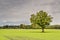 Lonely oak tree in agricultural field