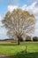 Lonely oak tree in the agriculture fields of Relegem, Belgium