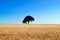 A lonely oak tree in a corn field