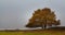 Lonely Oak tree in evening autumn colors Poland