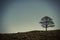 Lonely oak tree in Lyme Park, Stockport Cheshire England winter day.