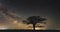 Lonely oak under starry sky