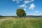 Lonely old green tree at grassland and white clouds