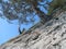 Lonely, Old Juniper Growing On A Steep Rocky Slope