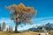 Lonely Old Larch Tree, mountains panorama