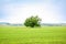 Lonely old oak tree in the field. Tree of wisdom