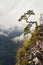 Lonely old pine on the top of Sokolica Mountain, Pieniny National Park, Poland, in rainy and foggy september day