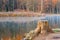 Lonely old tree stump near the lake autumn