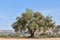 Lonely olive tree with blue sky in the background