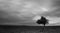 Lonely Olive tree in a green field and moving clouds